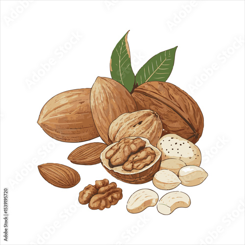 Nuts Vector