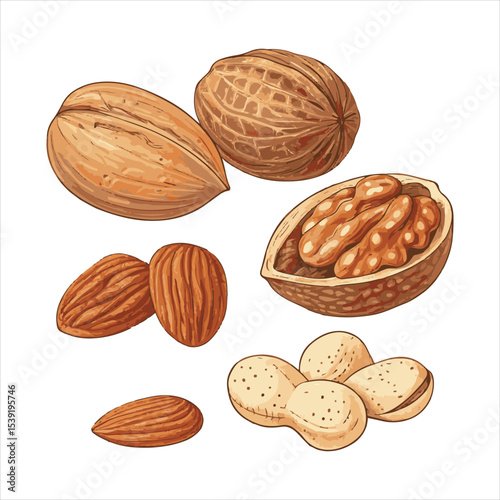 Nuts Vector