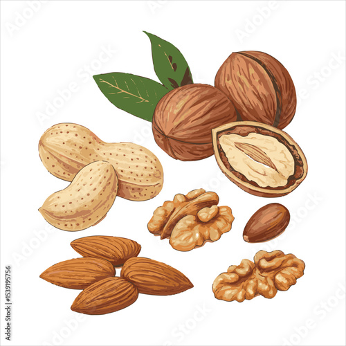 Nuts Vector