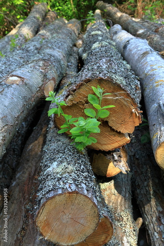 Timber cut down in nature. Summer day. Industrial work.