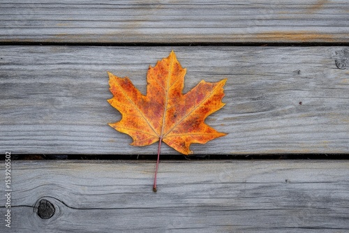 A vibrant orange maple leaf with delicate veins rests on rustic, weathered wooden planks, symbolizing autumn's arrival.
