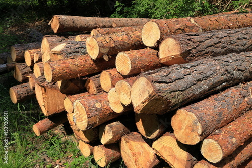Timber cut down in nature. Summer day. Industrial work.