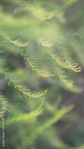 Close up of green leaves of Asparagus officinalis swaying in wind, selective soft focus. Sparrow grass is perennial flowering plant species in genus Asparagus, young sprouts are edible.
