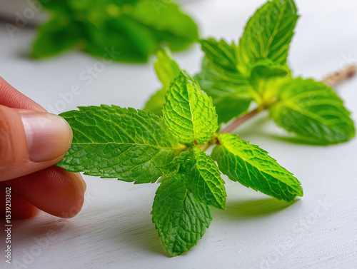 Fresh mint leaves being examined in a bright kitchen environment during daytime
