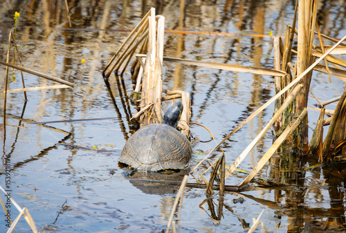 Huge mud turtle in the reeds at Savanah National Wildlife Refuge.