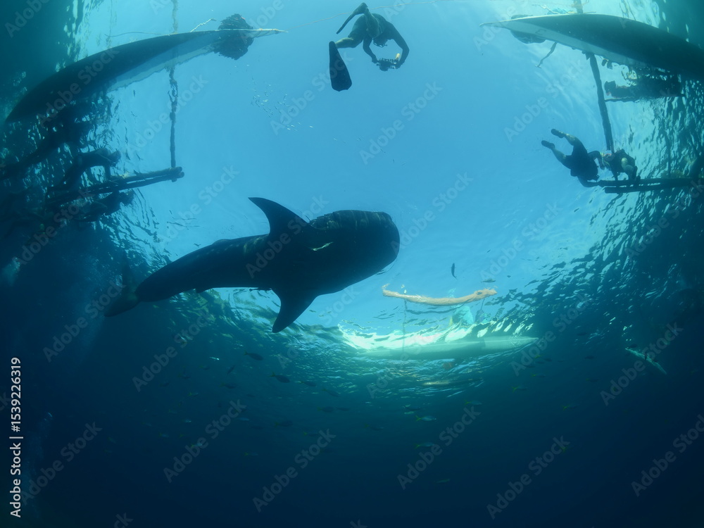 Obraz premium whale shark feeding underwater from boat fisherman and snorkellers around whaleshark