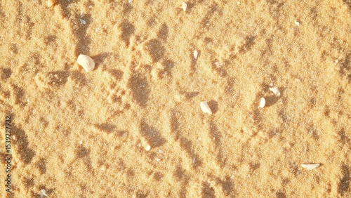 A sandy surface with scattered white shells creates a serene, natural composition. The fine golden-yellow sand contrasts subtly with the irregularly shaped shells, evoking themes of simplicity 