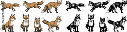 Wild red fox set. Forest ginger animal flying and jumping. Vector Engraved hand drawn Vintage sketch for label or poster.
