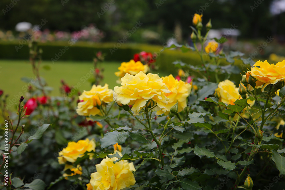 Obraz premium Beautiful roses in full bloom at the Japan Rose Garden.