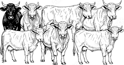 A Group Of Cows Standing Next To Each Other On A White Background. Farm cattle bulls. Different breeds of domestic animals. Engraved hand drawn monochrome sketch. Vintage line art