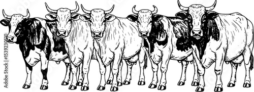 A Group Of Cows Standing Next To Each Other On A White Background. Farm cattle bulls. Different breeds of domestic animals. Engraved hand drawn monochrome sketch. Vintage line art
