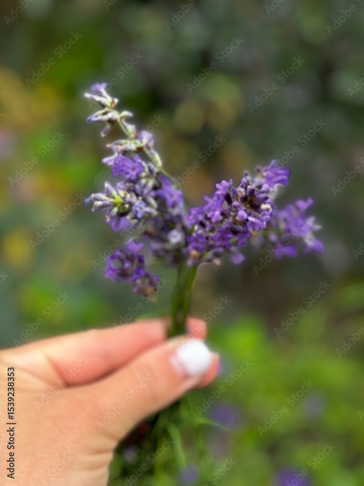 hand holding a bouquet of lavender hand holding a bouquet of lavender