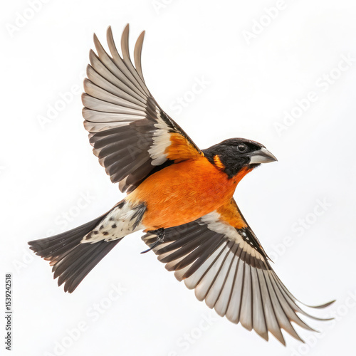 black winged blackbird isolated
