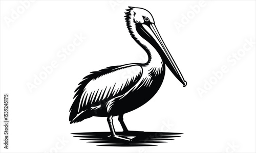Brown pelican bird black and white illustration