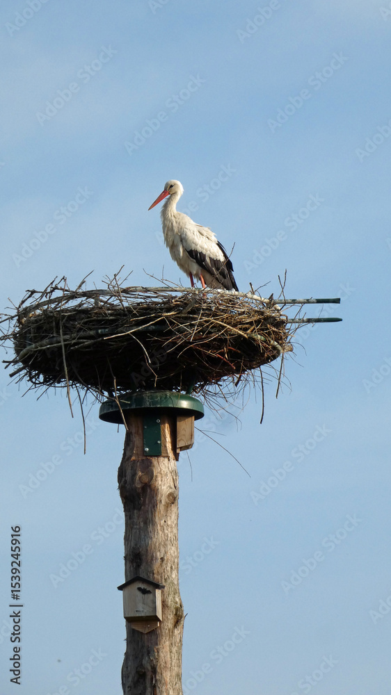 Fototapeta premium white stork in nest