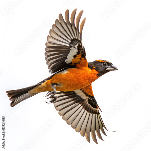 black winged blackbird isolated
