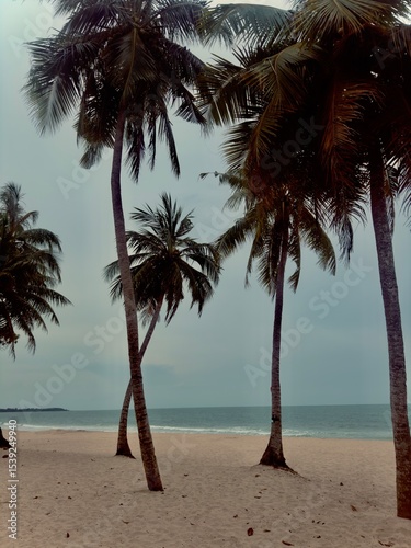 Fototapeta Naklejka Na Ścianę i Meble -  palm trees on the beach