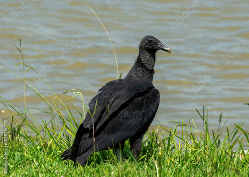 Black Vulture photo