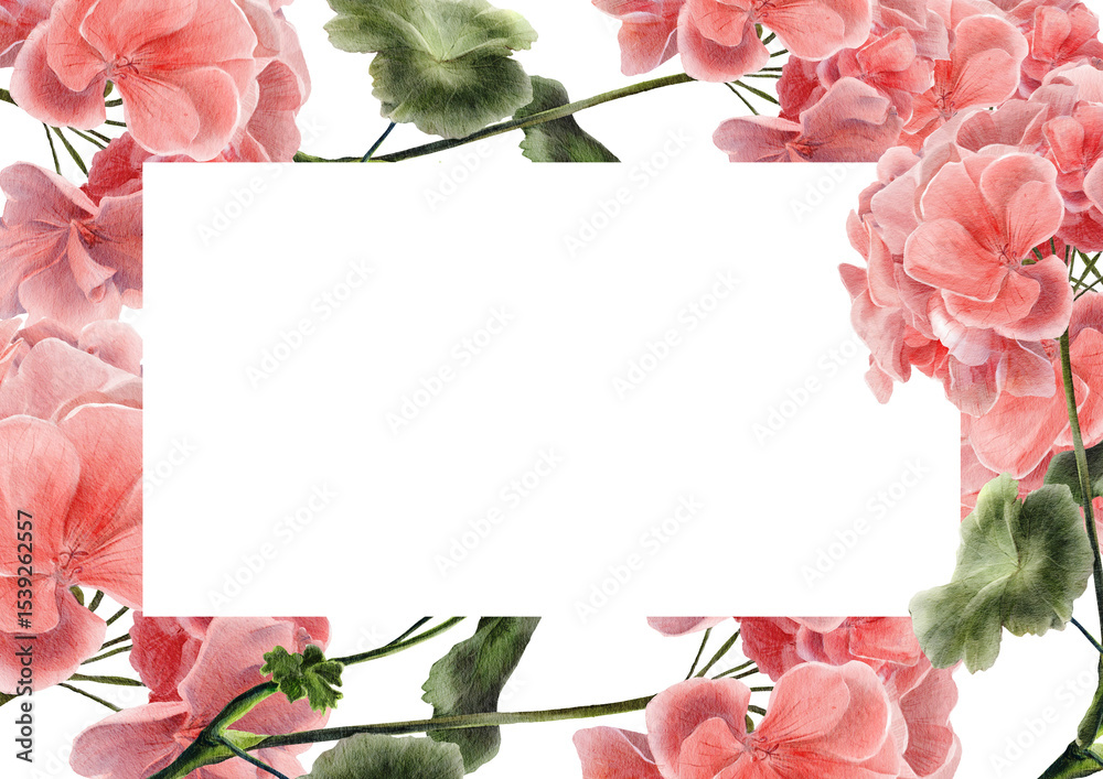 Obraz premium Watercolor postcard with pink geranium flowers and leaves on white background