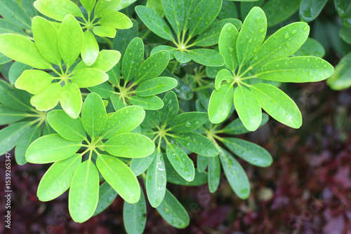Water drops on green leaves