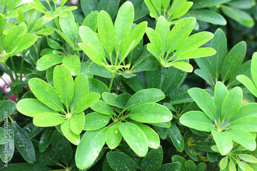 Water drops on green leaves