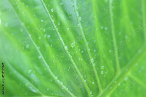 Water drops on green leaves