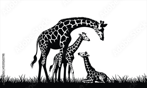 Giraffe family silhouette in grassland