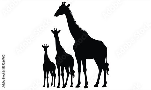 Silhouette of giraffe family mother calf baby