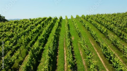 Scenic views of txakoli vineyards and the surrounding countryside near zarautz, basque country, during a sunny summer day