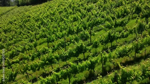 Aerial view of vibrant txakoli vineyards flourishing in the summer sun near zarautz, gipuzkoa, in the heart of basque country