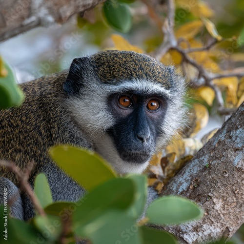 A captivating portrait of a vervet monkey perched amongst the leaves and branches of a tree. The monkey's expressive eyes and detailed fur add depth and character to the image.