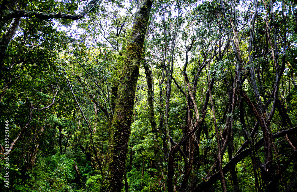 Fototapeta premium New zealand native bush forest wet rain jungle native endemic plants species ferns moss fiordland national park close up 