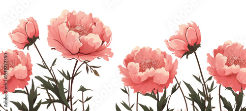 Wallpaper Mural PNG Peony flowers backgrounds petal plant. Torontodigital.ca