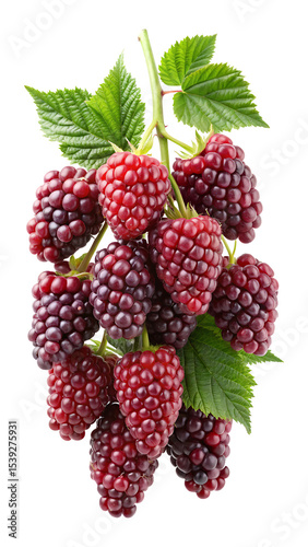 Freshly harvested dewberries on the vine isolated on a white background