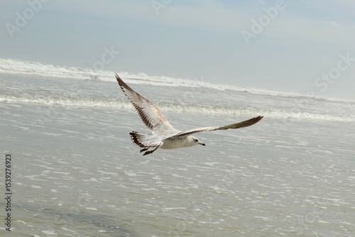 seagull on the beach