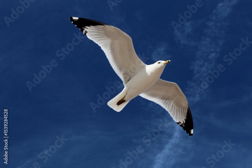 seagull in the sky