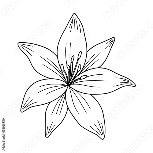 Lily Flower Simple Line Art Sketch