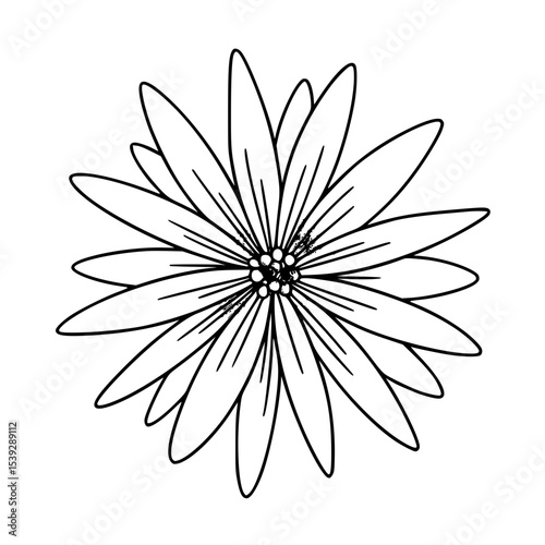 Daisy Flower Outline Line Art Drawing