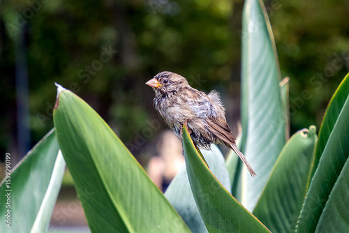 Fotografia A bedraggled sparrow among big city leaves.