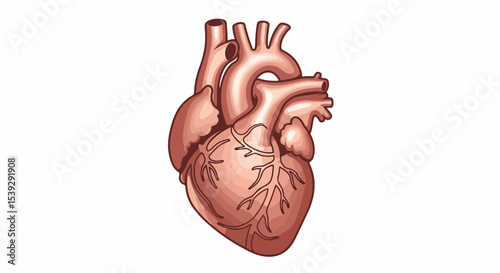 Detailed medical illustration of a human heart with branching coronary arteries