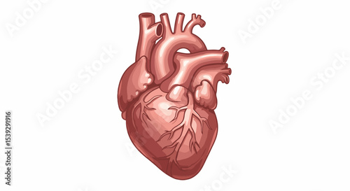 Detailed illustration of a human heart with visible chambers and blood vessels