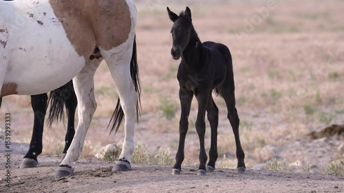 Baby horse, following its mother in the Utah desert.