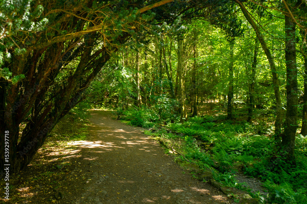 Obraz premium Finlaystone Country Park Estate. Scotland. Uk. The woodland is host to a wide variety of wildlife including roe deer, fox, grey squirrel, stoat, three species of raptor and a large colony of herons. 