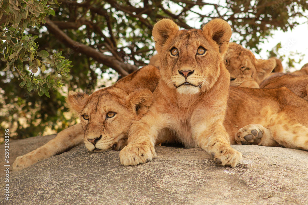 Obraz premium Lions cubs on the rock