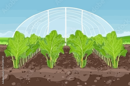 Plants in a greenhouse