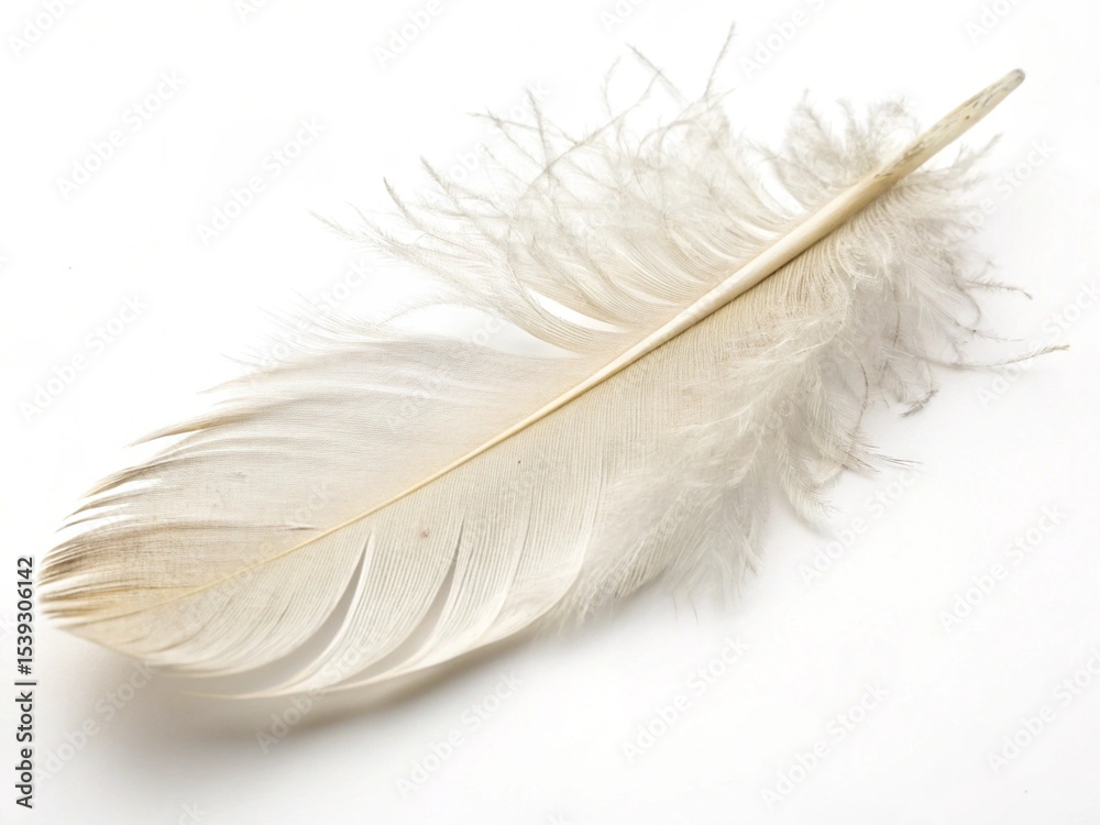 Obraz premium feather on white background