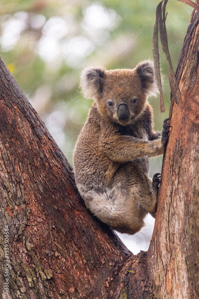 Obraz premium koala sleeping on a tree
