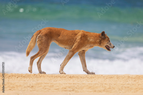 Dingo on the beach