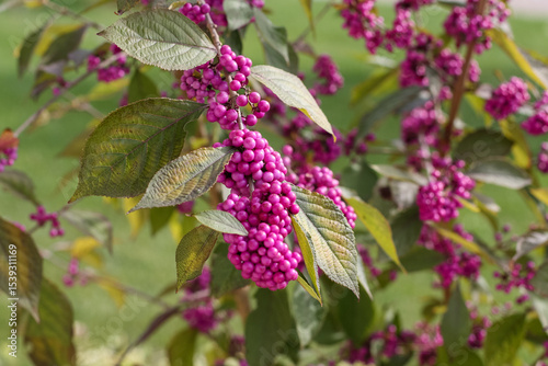 Purple beautyberry fruits on a branch, Callicarpa dichotoma