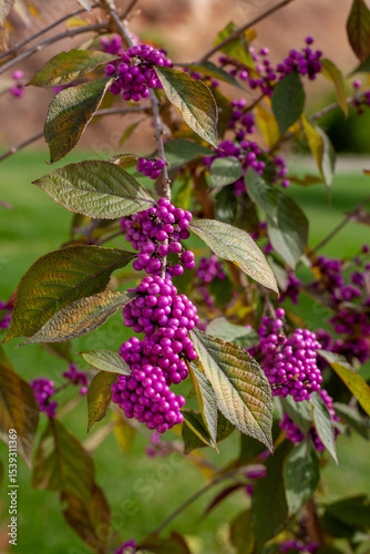 Purple beautyberry fruits on a branch, Callicarpa dichotoma